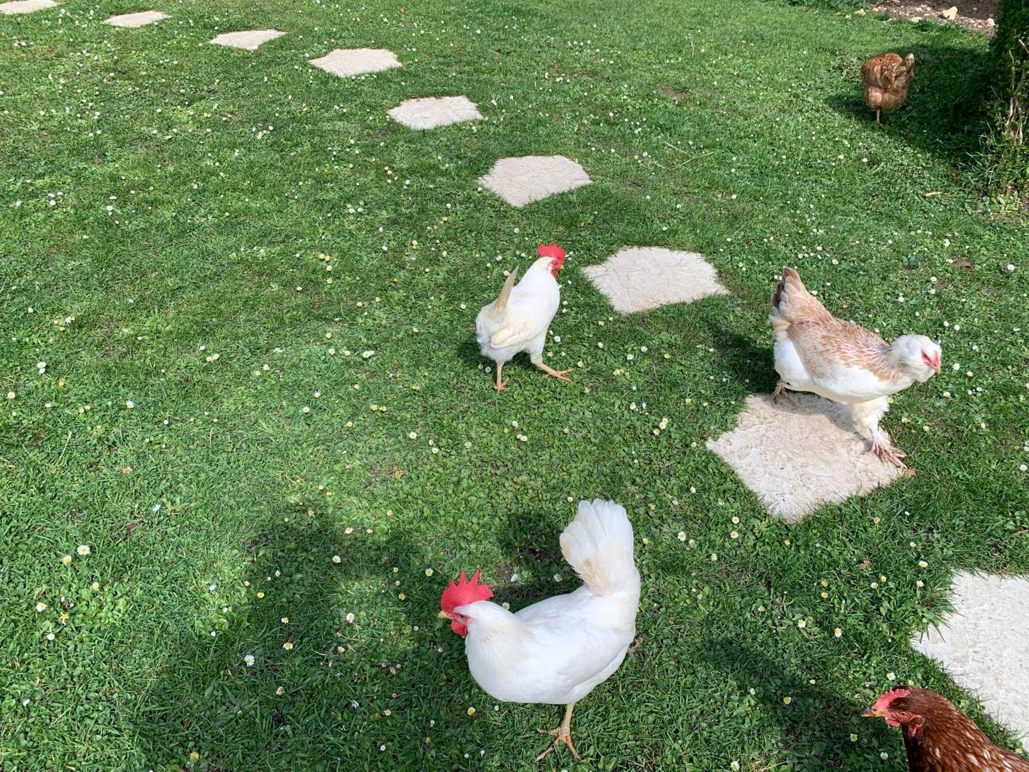 Gite "Le Refuge" Dans Un Domaine De 7Ha Au Calme Vimoutiers Экстерьер фото